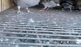 鸽子朋友爆料视频播放,揭秘幕后真相